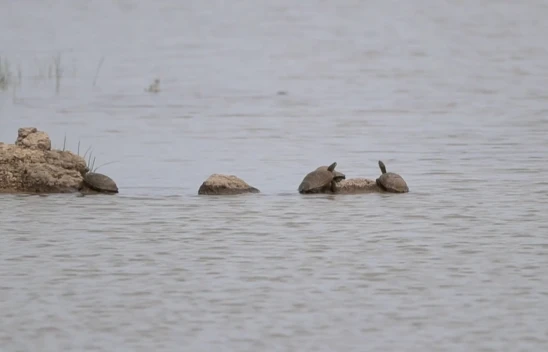 Küresel kuraklık tatlı su kaplumbağalarının yaşamını tehdit ediyor