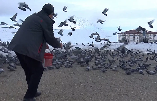 Kuşlara sofra kurmak için her sabah kar kürüyor