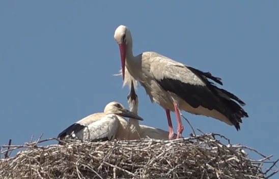 Leylekli köyü bu yıl da özel misafirlerini ağırlıyor