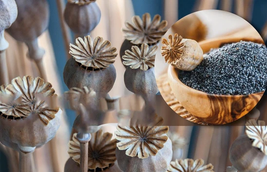 Mavi haşhaş tohumu satışta! Talep toplama süreci başladı