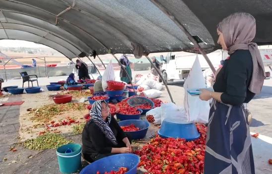 Mevsimlik tarım işçilerine mobil sağlık hizmeti sunuluyor