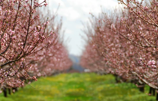 Meyve ve sebzelerde don riskine karşı yeni düzenleme