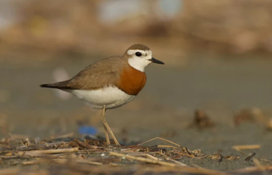 Milleyha sit alanı ilan edildi