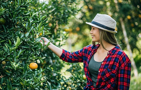 Narenciye ihracatı 2025'te Türkiye'ye 1 milyar 477 milyon 58 bin dolar kazandırdı