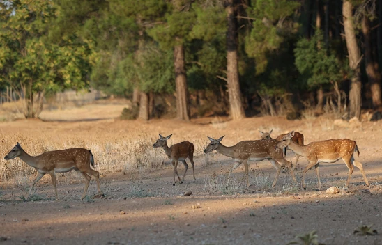 Nesli tükenme tehlikesi altındaki alageyikler, bu yıl 11 yavru dünyaya getirdi