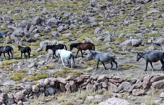 Özgürlüğün simgesi yılkı atları Erciyes'te dörtnala koşuyor