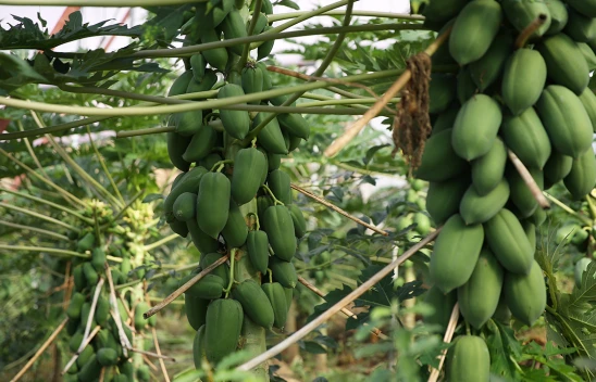 Papaya meyvesinin ilk ihracatı Kuveyt'e