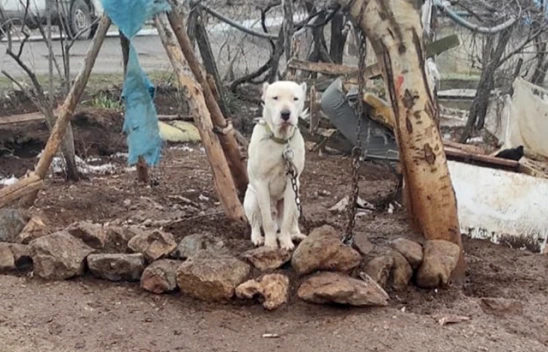 Pitbull cinsi köpeğin sahibine 14 bin 982 liralık ceza