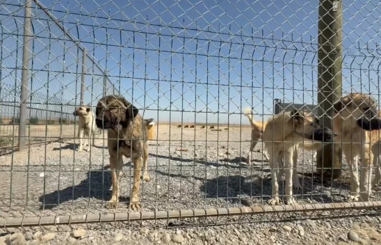 Sahipsiz köpek sorunu 5 aylık çalışmayla çözüldü