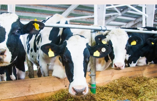 Şap hastalığıyla mücadelede Türkiye kontrollü şekilde ilerliyor