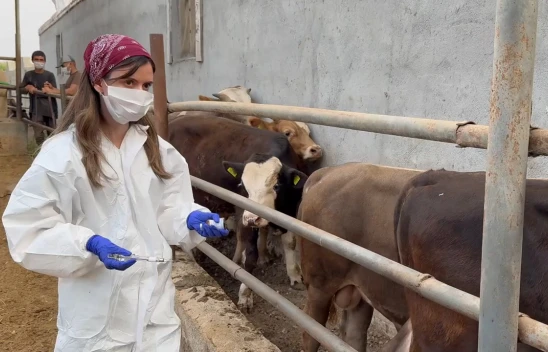 Şap hastalığıyla yapılan etkin mücadele üreticiyi sevindirdi