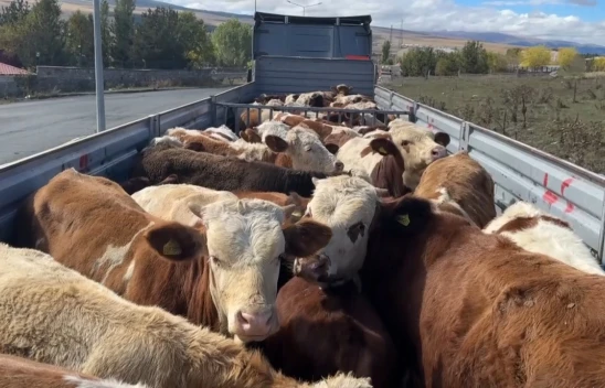 Şap karantinası sona erdi, hayvan sevkiyatları hız kazandı