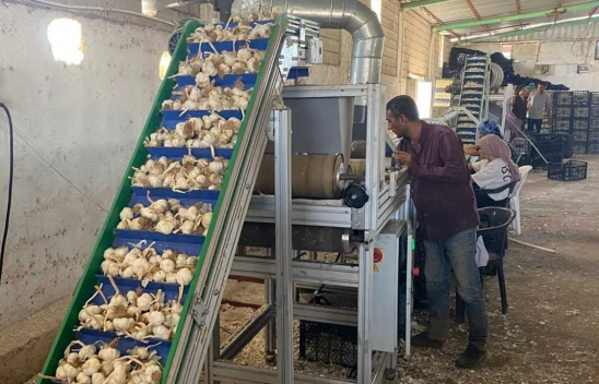 Sarımsak çiftçisi, ata tohumu tesisi kurdu