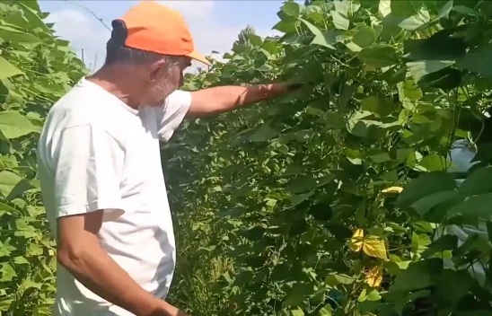 Sebzelerde yüksek sıcaklık ve kuraklık nedeniyle verim düştü