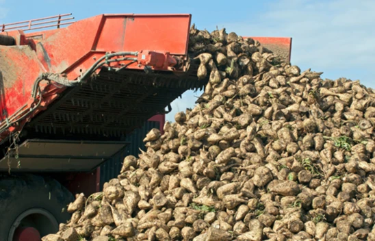 Şeker pancarı alım fiyatı belli oldu