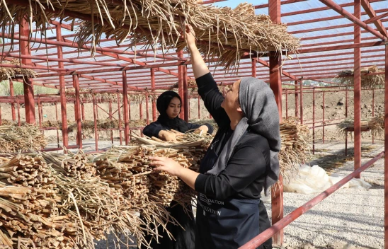 Su sümbülleri ekonomiye kazandırılıyor