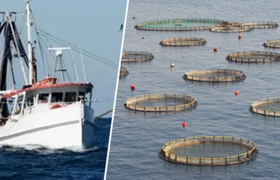 Su ürünlerinde üretim planlamasında olan tür sayısı 16'ya çıktı