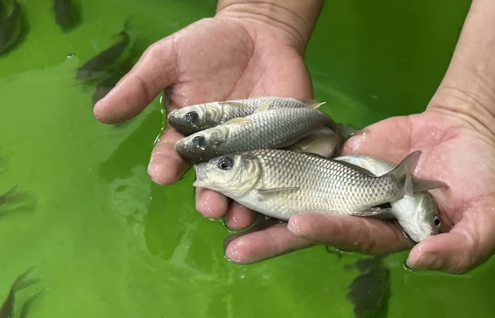 Tam 300 bin sazan yavrusu, göle bırakılacak