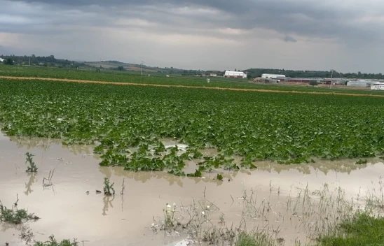 Tarım arazileri sular altında kaldı! Hasar tespit çalışmaları başladı
