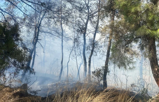 Tarım arazisinde başlayan yangın ormanlık alana sıçradı