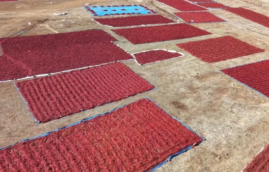 Tarlalar kırmızıya büründü, pul biber mesaisi başladı