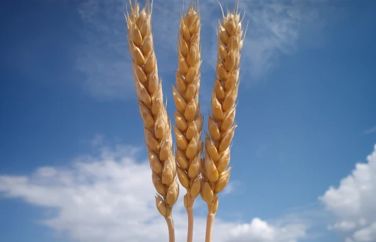 TİGEM, 2025 üretim sezonu tohum fiyatlarını açıkladı