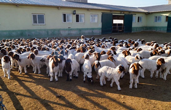 TİGEM'e bağlı Tarım İşletmesi'nde 60 bin kuzu doğdu