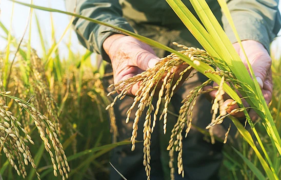 TMO, 2025 dönemi çeltik alım fiyatlarını açıkladı