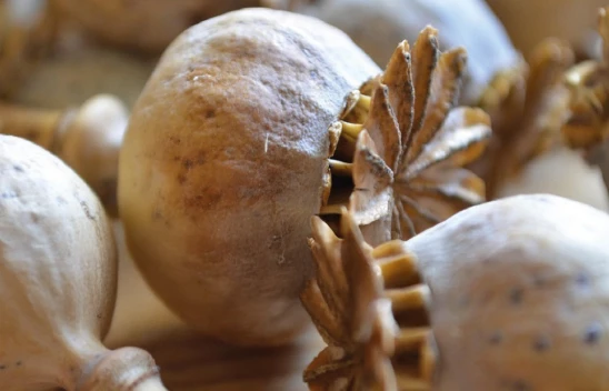 TMO'dan 2025/2026 haşhaş ekim başvurularına ilişkin duyuru