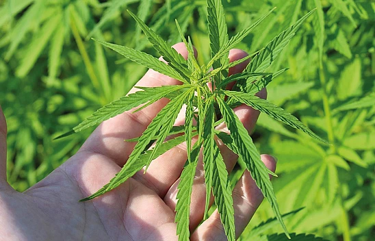 TMO'dan kenevir yetiştiriciliği için başvuru duyurusu!