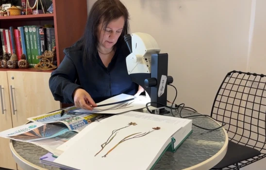 Türkiye'de 34'ü endemik 57 ters lale türü yetişiyor