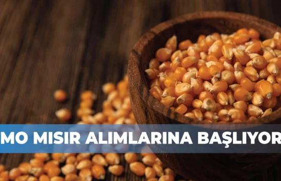 Türkiye'de mısır hasadı başladı! TMO alım fiyatını açıkladı