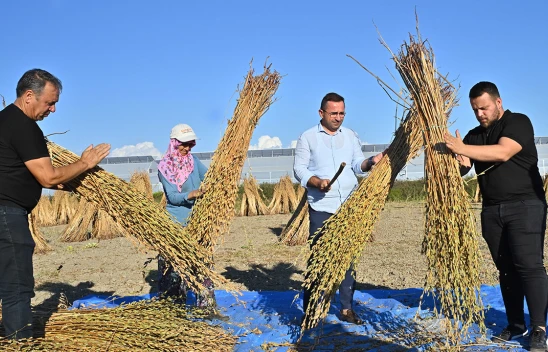 Türkiye'deki susam üretiminin üçte biri Antalya'dan