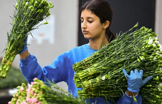 Türkiye'den yılbaşı için 12 milyon dolarlık çiçek ihracatı