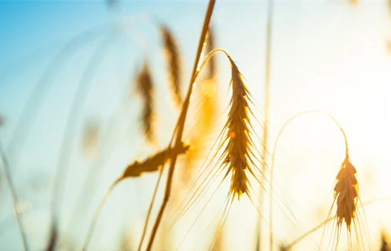 Türkiye, FAO konsey üyeliğine seçildi