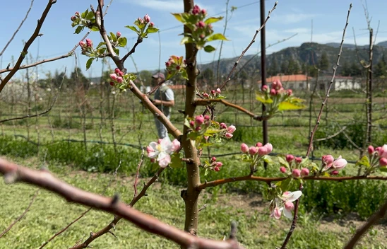 Türkiye'nin elma bahçesinde zirai dona karşı yerli çeşitler geliştiriliyor