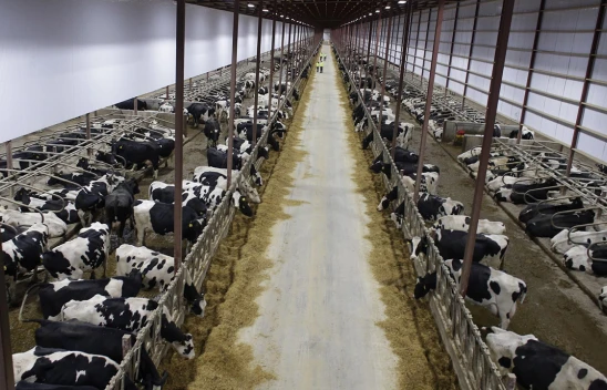 Türkiye'nin sayılı besicilik üssü Kahramanmaraş'a kuruluyor