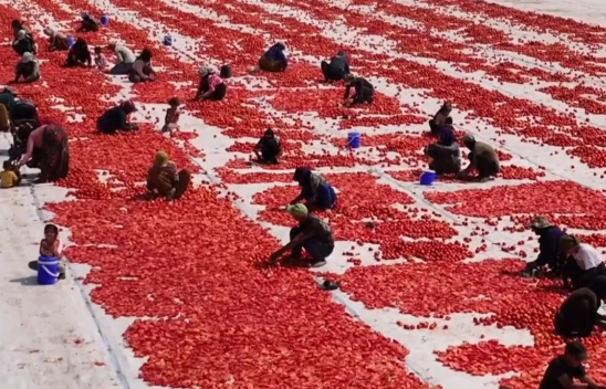 Türkiye, yılın ilk yarısında kurutulmuş domatesten 95 milyon dolar kazandı