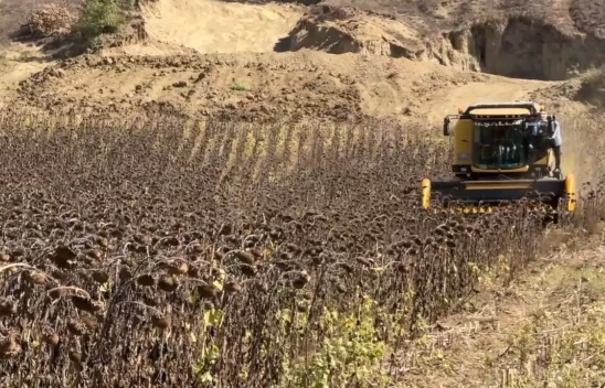 Üreticilerin ayçiçeği hasadı mesaisi