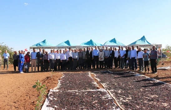 Üzüm deposu Pazarcık'ta bağ bozum şenliği düzenlendi