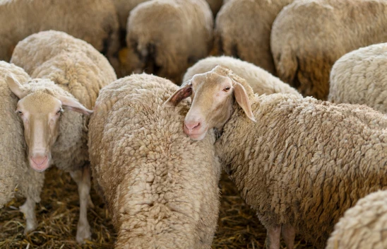 Vekaletle kurban kesim bedelleri açıklandı