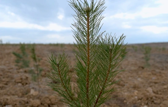 Yaklaşık 1 milyon 900 bin fidan toprakla buluştu