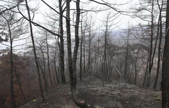 Yanan ormanlar alevlere daha dayanıklı fidanlarla yeşillendirilecek