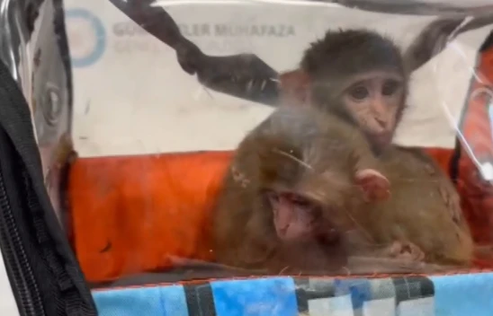 Yasa dışı giriş yapan 3 şahin ile 2 makak maymunu yakalandı