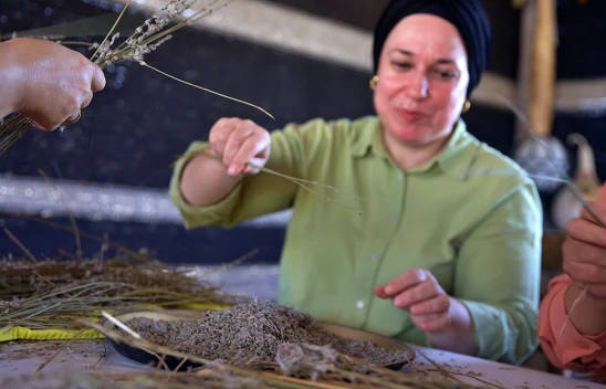 Yeniden ekonomiye kazandırılan lavanta bahçesi kadınlara gelir kapısı oldu