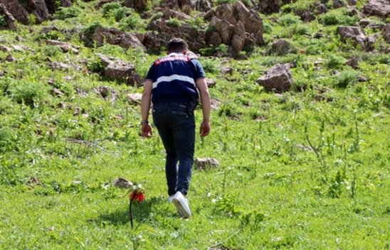 Yüksekova'da ters laleleri jandarma ekipleri koruyor
