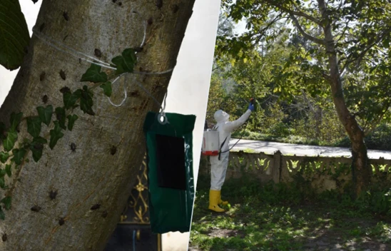 Zararlılara karşı 1 milyon 156 bin doğal düşman salımı gerçekleştirildi