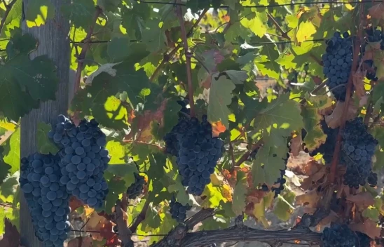 Zirai dondan etkilenen 220 üreticiye 22,5 milyon lira destek