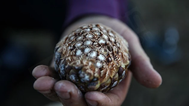 Çam fıstığının zorlu yolculuğu