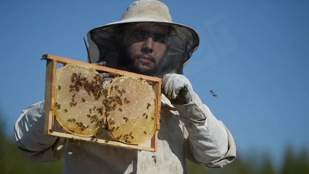 Kahramanmaraşlı bal üreticileri